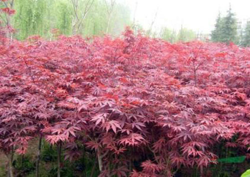 美國紅楓春季主要苗木移植季節